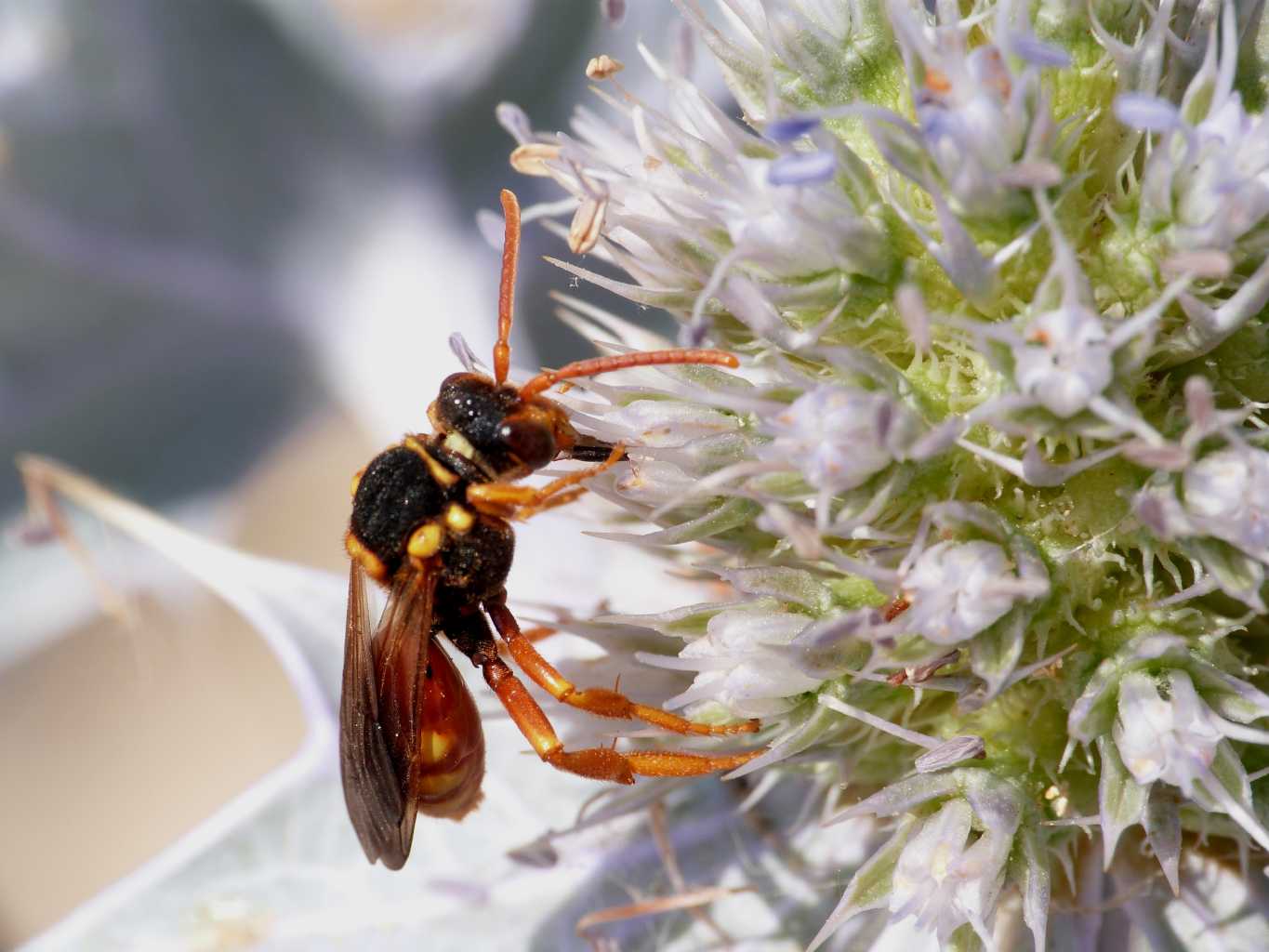 Nomada sp.